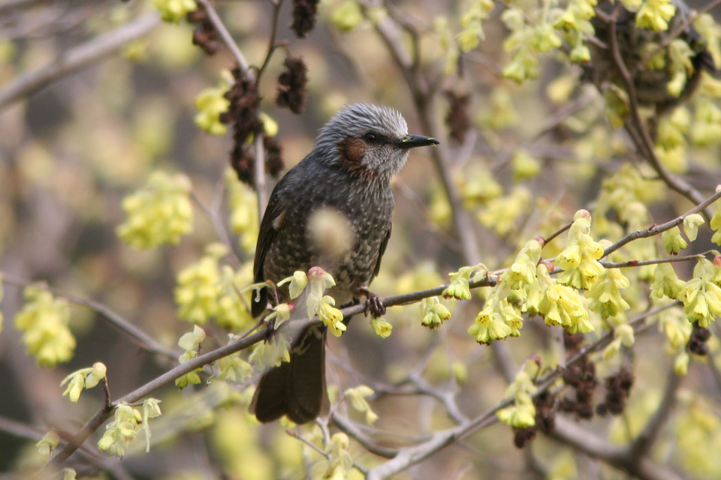 春の道保川公園　カワセミは魚捕り、メジロは花の蜜を摂っていました